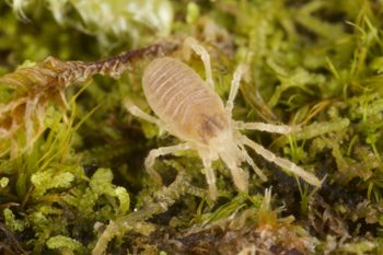 Media type: image;   Invertebrate Zoology 29554
